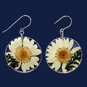 Real Flowers Resin Circle Drop Earrings | White Daisy